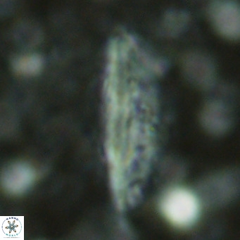 Pennalithus rugosus VR 16455