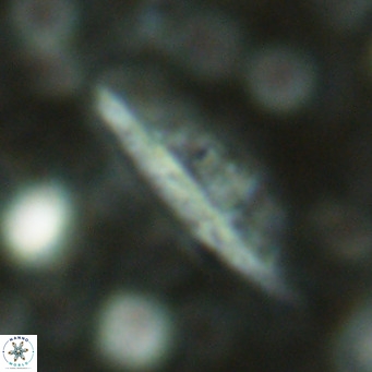 Pennalithus rugosus VR 16456