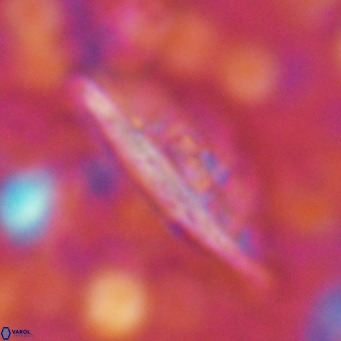 Pennalithus rugosus VR 16457