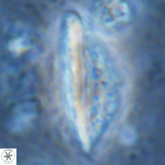 Pennalithus rugosus VR 16459
