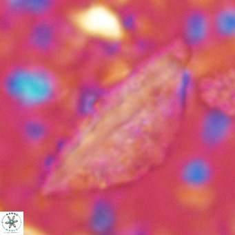 Pennalithus rugosus VR 16450