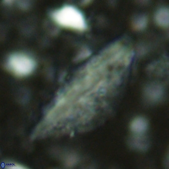 Pennalithus rugosus VR 16451