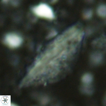 Pennalithus rugosus VR 16451