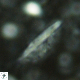 Pennalithus rugosus VR 16453