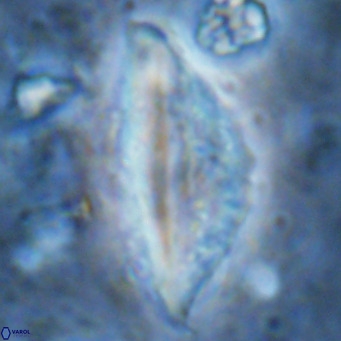 Pennalithus rugosus VR 16460