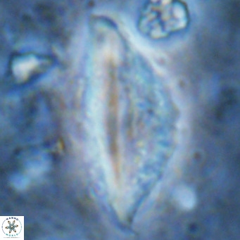Pennalithus rugosus VR 16460