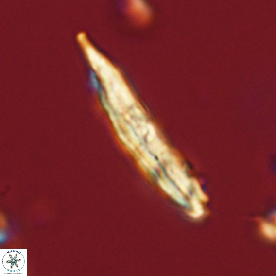 Pennalithus rugosus VR 18746