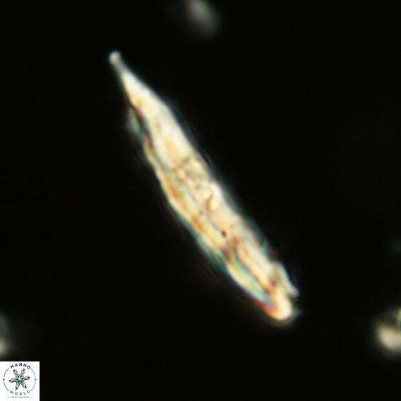 Pennalithus rugosus VR 18747