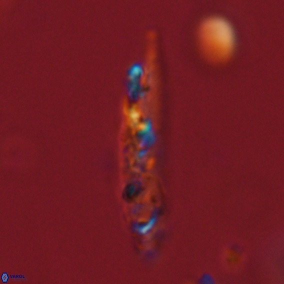 Pennalithus rugosus VR 18748