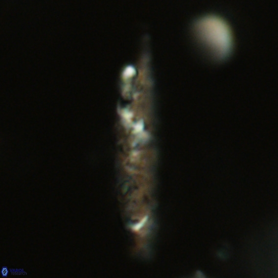 Pennalithus rugosus VR 18749