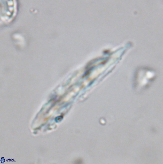 Pennalithus rugosus VR 18754