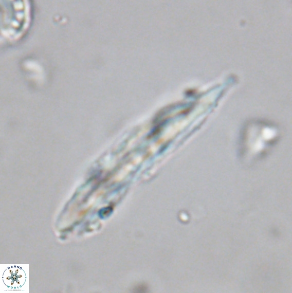 Pennalithus rugosus VR 18754