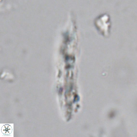 Pennalithus rugosus VR 18755