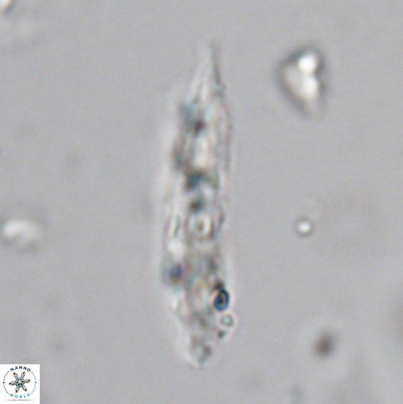 Pennalithus rugosus VR 18756