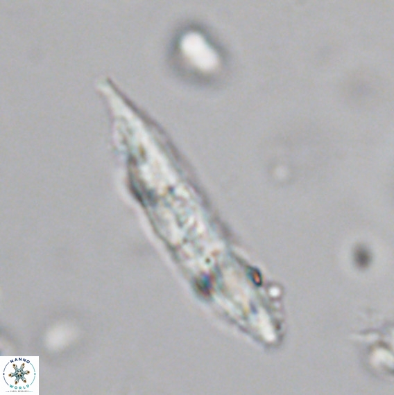 Pennalithus rugosus VR 18757