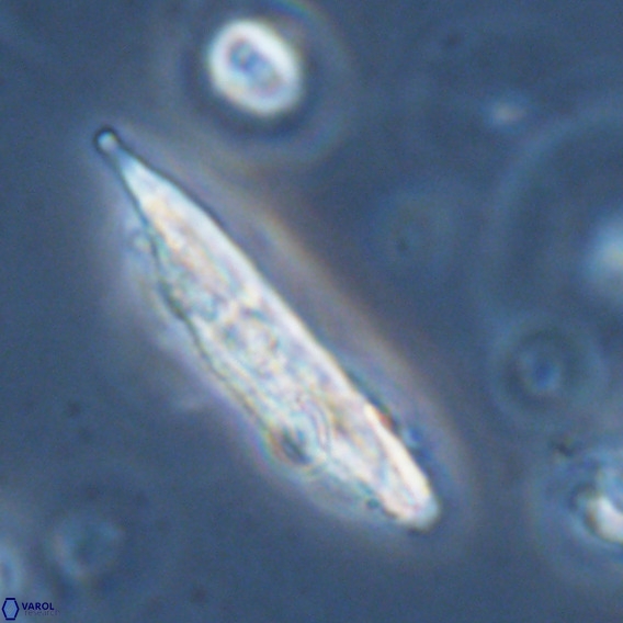 Pennalithus rugosus VR 18758