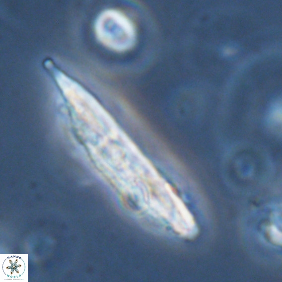 Pennalithus rugosus VR 18758