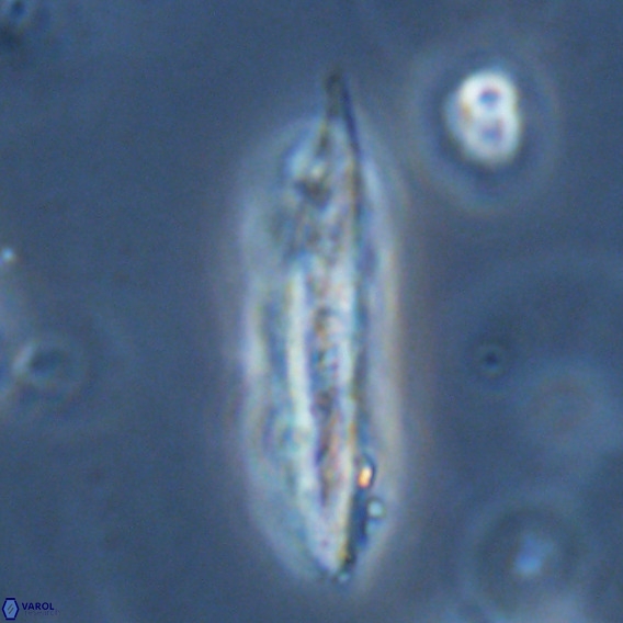 Pennalithus rugosus VR 18759