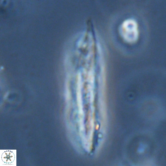 Pennalithus rugosus VR 18759