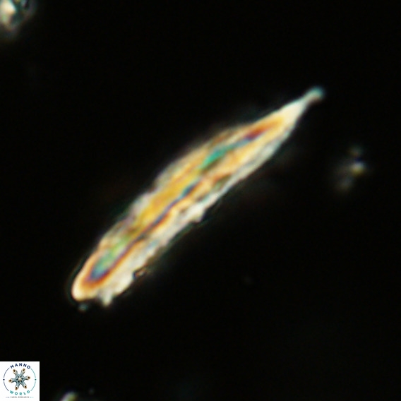 Pennalithus rugosus VR 18752