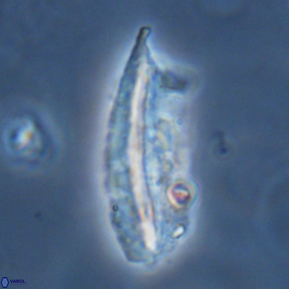 Pennalithus rugosus VR 18764