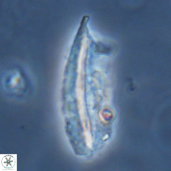 Pennalithus rugosus VR 18764