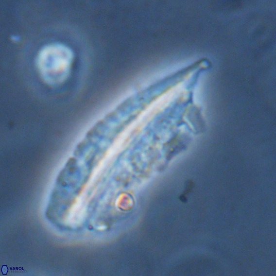 Pennalithus rugosus VR 18765