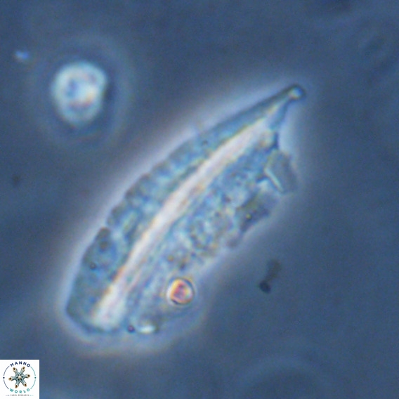Pennalithus rugosus VR 18765