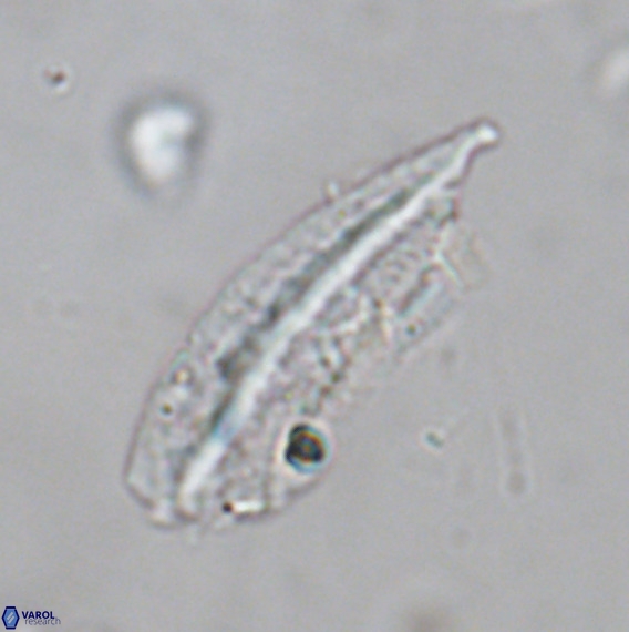 Pennalithus rugosus VR 18766