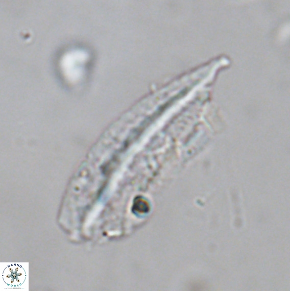 Pennalithus rugosus VR 18766