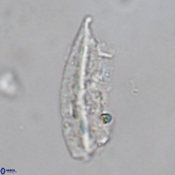 Pennalithus rugosus VR 18767