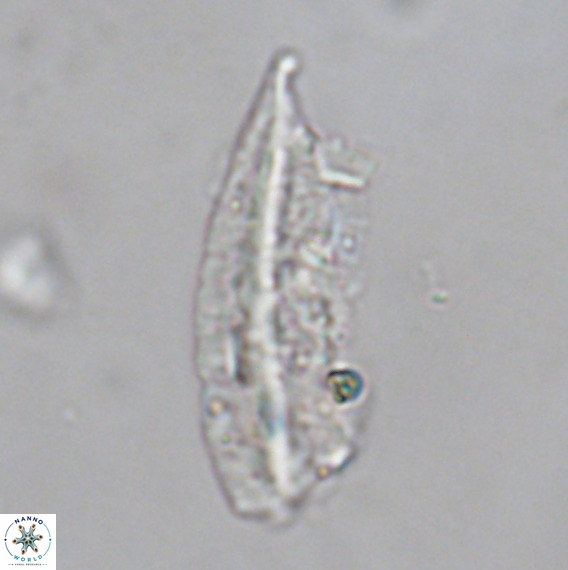 Pennalithus rugosus VR 18767