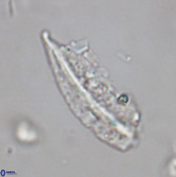 Pennalithus rugosus VR 18768