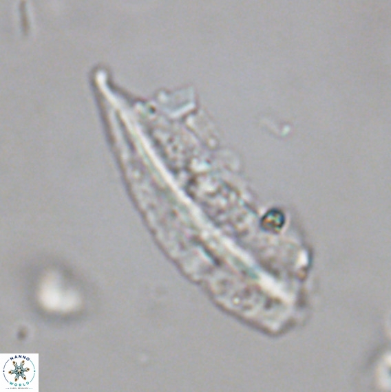 Pennalithus rugosus VR 18768