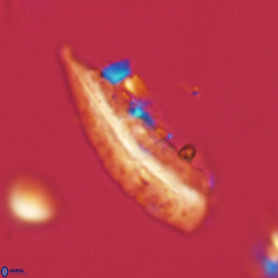 Pennalithus rugosus VR 18769