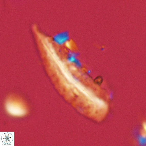 Pennalithus rugosus VR 18769
