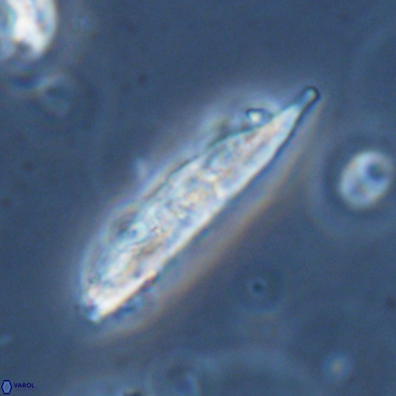 Pennalithus rugosus VR 18760