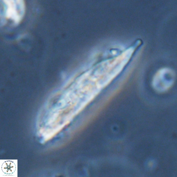 Pennalithus rugosus VR 18760
