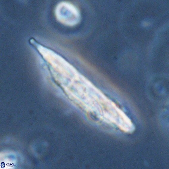 Pennalithus rugosus VR 18761