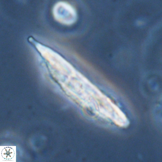 Pennalithus rugosus VR 18761