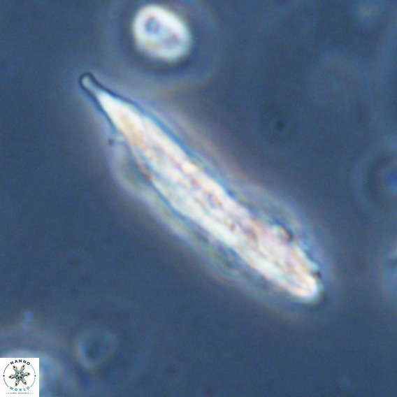 Pennalithus rugosus VR 18762