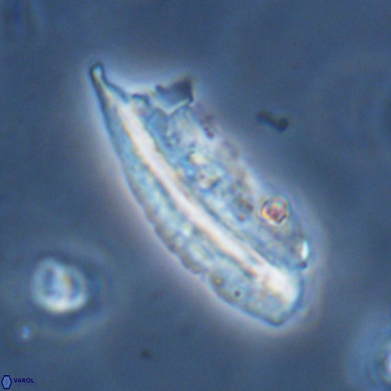 Pennalithus rugosus VR 18763