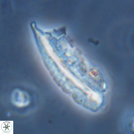 Pennalithus rugosus VR 18763