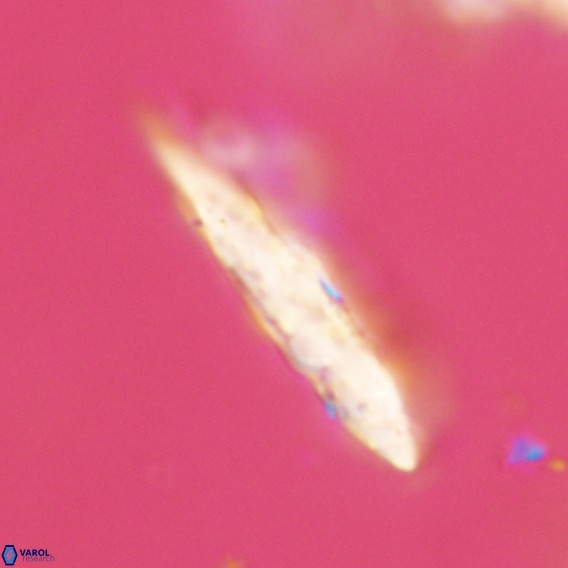 Pennalithus rugosus VR 18777