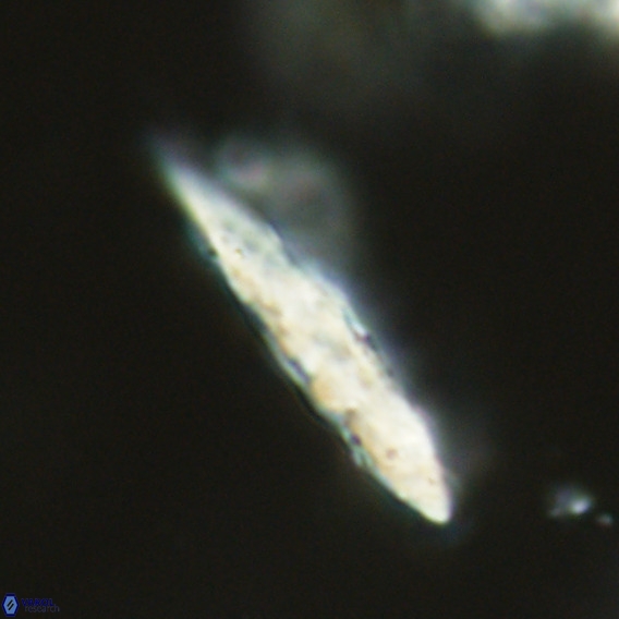 Pennalithus rugosus VR 18778