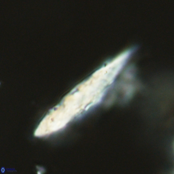 Pennalithus rugosus VR 18779