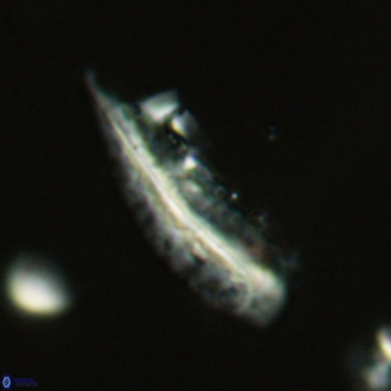 Pennalithus rugosus VR 18770