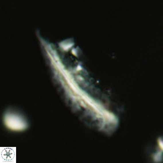 Pennalithus rugosus VR 18770