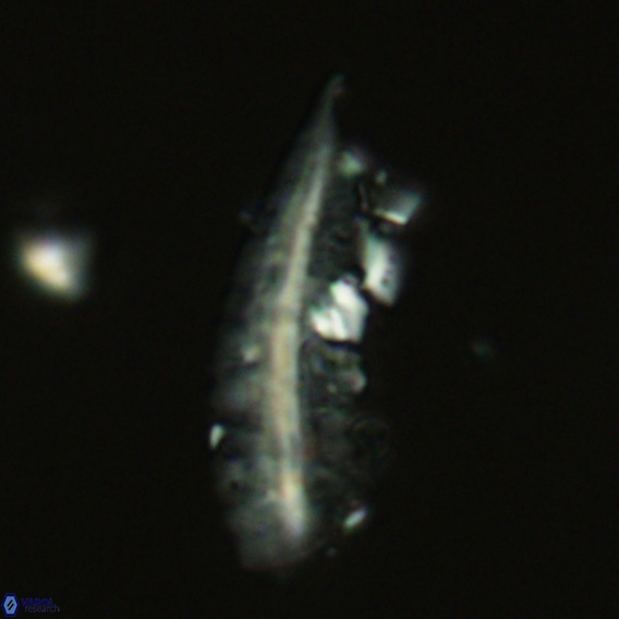 Pennalithus rugosus VR 18771