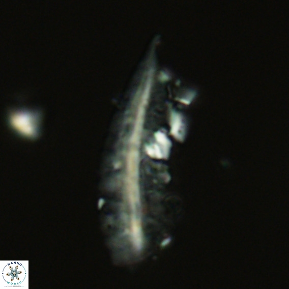 Pennalithus rugosus VR 18771